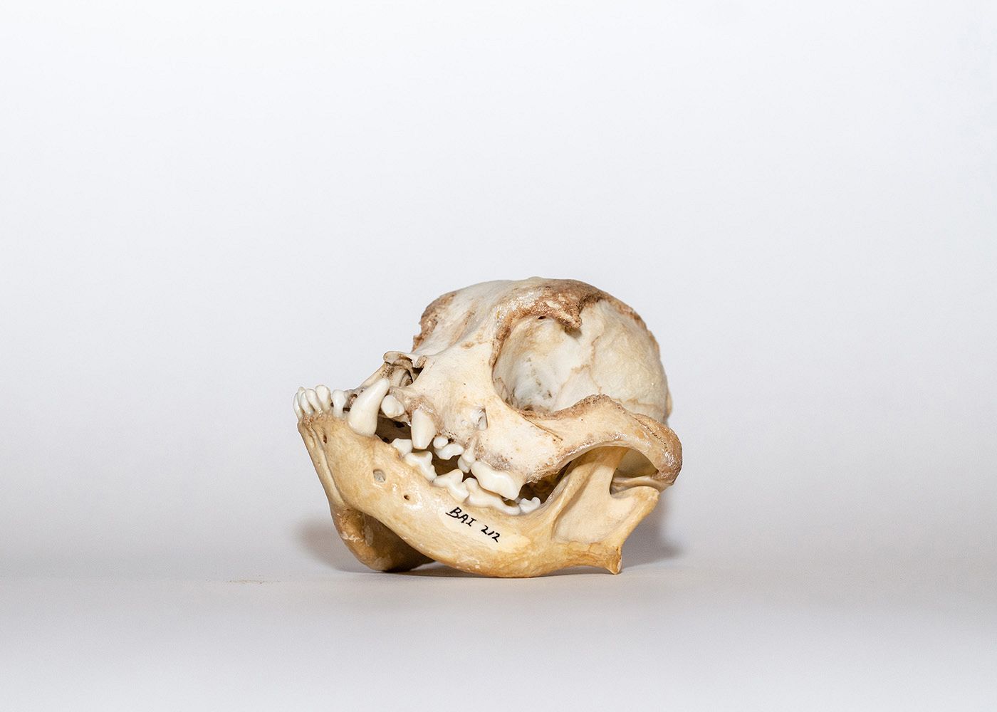skull of a pug