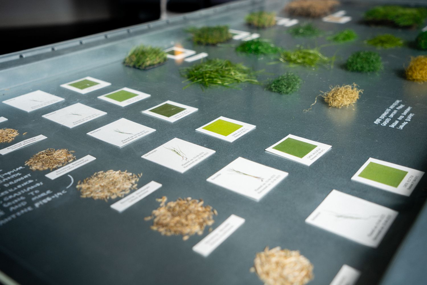 Dissections of various [grass] species